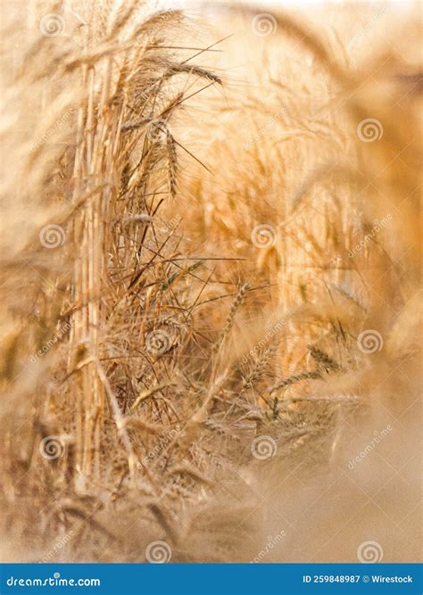 Vertical Shot Of Golden Wheat Plants In A Field Stock Image Image Of Seed Golden 259848987