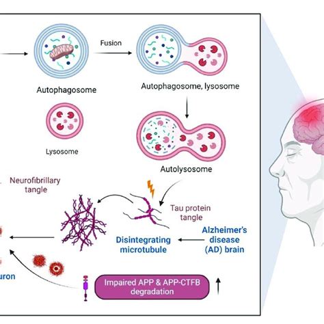 Dysfunction of autophagy-lysosome pathway in AD | Download Scientific ...