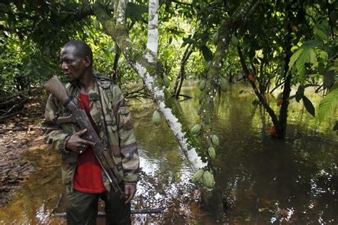 Ivory Coast Seeks To Save Forests From Illegal Cocoa Boom