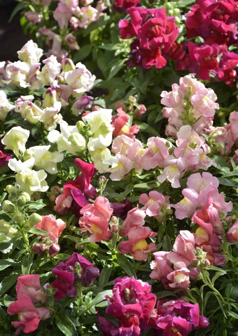 Best Winter Annuals at Jason Seman blog