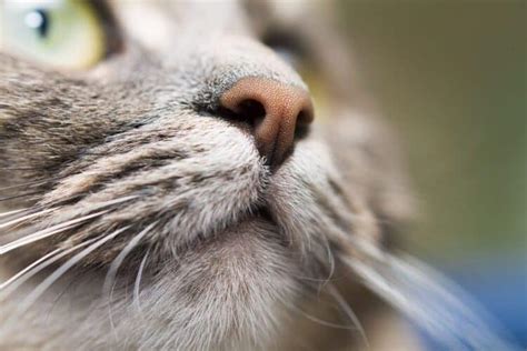 How To Clean A Cats Nose In 5 Simple Steps Pango Pets