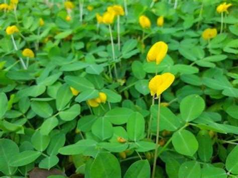 Premium Photo Arachis Duranensis Plant Growing At The Garden