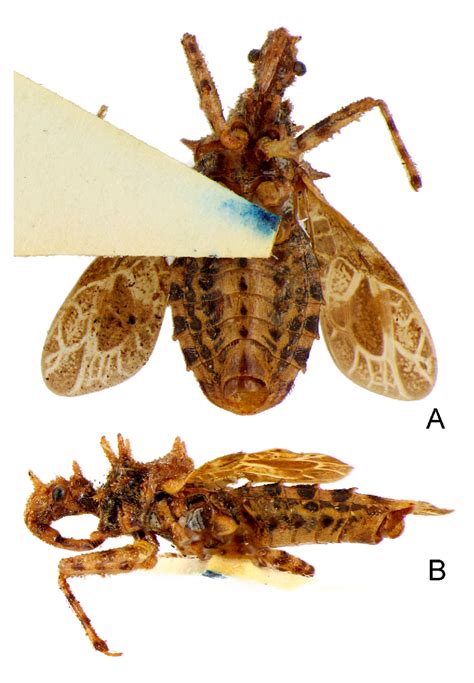 Tympanistocoris Humilis Miller Male Holotype Habitus Pygophore