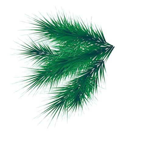 Premium Vector Green Lush Spruce Branch Fir Branches Vector