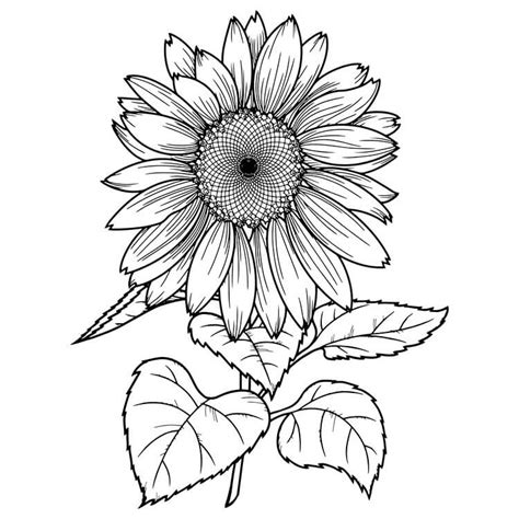 19 Sunflower Drawing Ideas For All Skill Levels Beautiful Dawn Designs