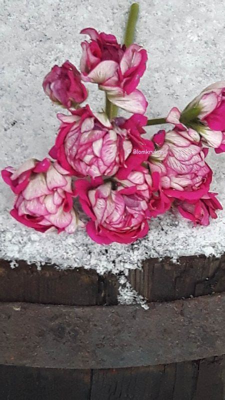 Monseruds Rosen Monserudsblomman Glåmedal rosen ROTAD - Blomkrukan