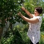 Сирень Катерина Хавемейер: описание сорта, характеристики, агротехника ...