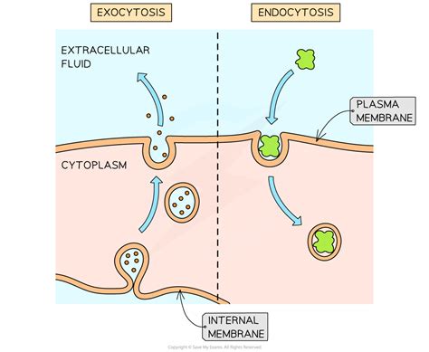 Active Transport Edexcel A Snab A Level Biology Revision Notes 2015