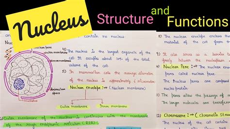 Structure And Functions Of Nucleus Nucleus Structure Cell Organelle Class 11 Youtube