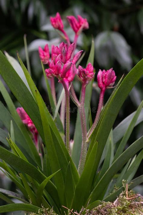 Angaroo Paw Anigozanthos Flavidus Planta H Brida De Corte Rojo En