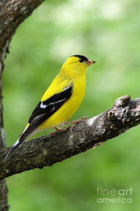 Male American Goldfinch Photograph By Thomas R Fletcher Pixels