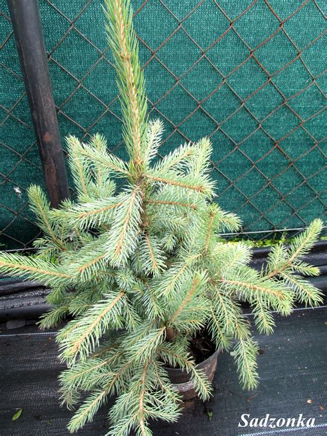 Picea pungens Kaibab - Świerk kłujący Kaibab FOTO Internetowy sklep ...