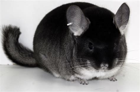 Black Baby Chinchillas