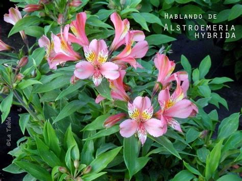 El Blog De La Tabla Hablando De Alstroemeria Hybrida Centro De