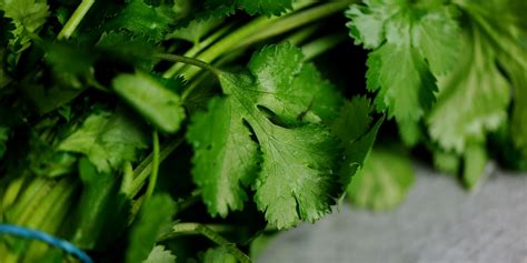 Coriander Recipes: Sauces, Vietnamese Pho Soup - Great British Chefs