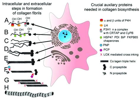 A Schematic Of Intracellular And Extracellular Molecules And Processes