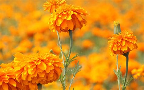 Riegan flor de Muerto con aguas negras en Tehuacán El Sol de Puebla