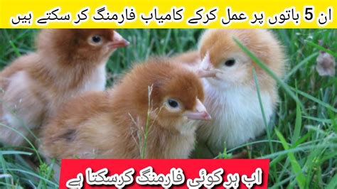 How To Start A Poultry Farm Business In Pakistan Poultry Farming For