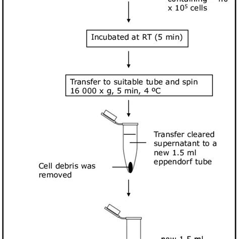 Lysis Buffer Recipe For Protein Extraction