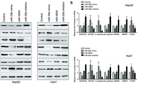 Mir B Activates Dnmt B Mtss Axis To Modulate Emt And Ecm In Hcc Cell