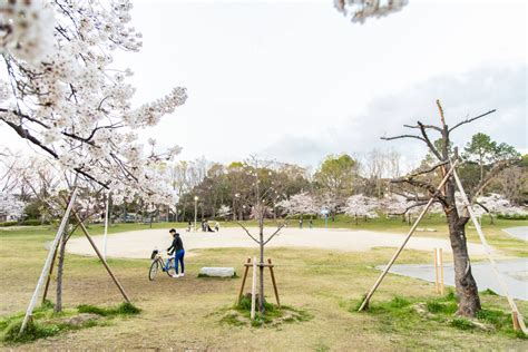 見上げて歩く、桜さんぽ。春の枚方のおすすめお花見名所【枚方まとめ】 大阪府枚方市の観光情報誌『ひらいろ』