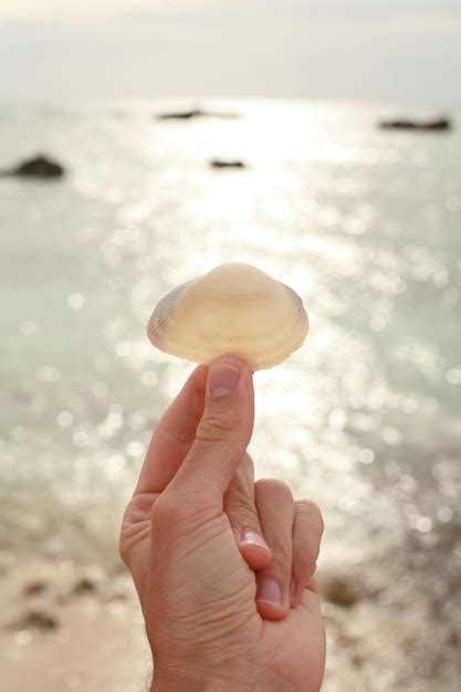 Premium Photo Cropped Hand Of Woman Holding Seashell At Beach