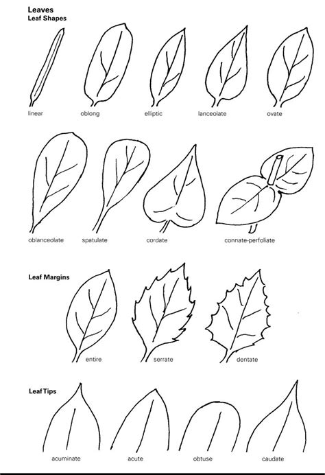 Leaf Shapes. | Flower drawing, Leaf drawing, Sweet drawings