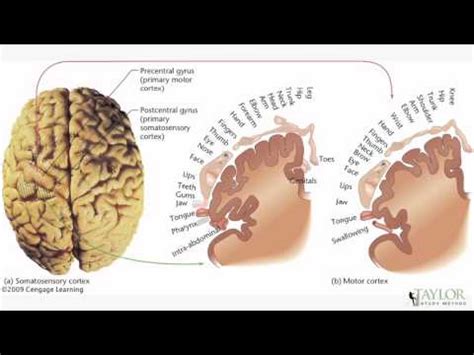 Parietal Lobe