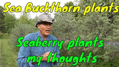 Seaberry Plants Sea Buckthorn plants My thoughts - YouTube