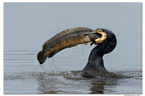 Porn Star Bird Blank Template Imgflip