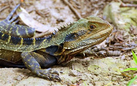 Water Dragon | Tim Dolby's Birding Tours