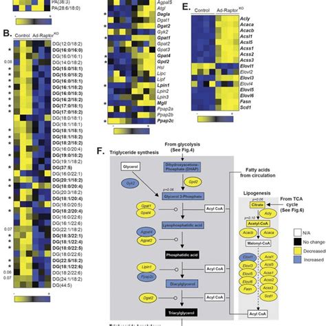 Mtorc Loss Affects Glucose Metabolism In Bat Following Chronic Cold