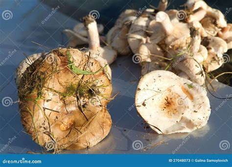 Mushroom harvest stock image. Image of nature, tasty - 27048073