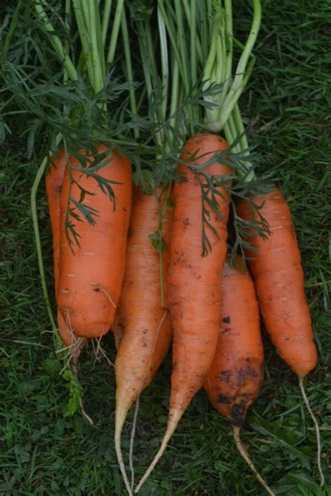 Carrot Berlicum 2 Premier Seeds Direct