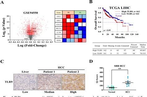 Figure From Hydroxychloroquine Hcq Modulates Autophagy And