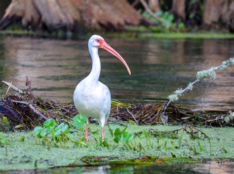 American White Ibis Eudocimus Albus Florida Paddle Notes