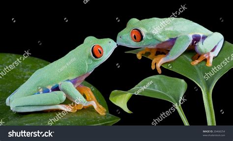 Two Baby Red Eyed Tree Frogs Are Kissing Stock Photo 20468254