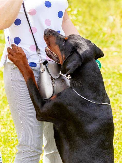 Doberman Chien Debout Sur Ses Pattes Arri Res Serrant Sa Ma Tresse Le