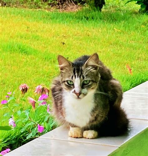 Gatos Curam Sabiam Natureza Capixaba