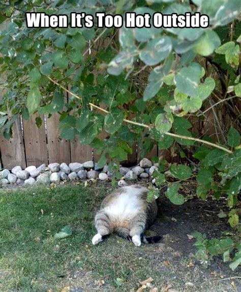 Funny Sayings For When It S Hot Outside Hot Weather Funny Quotes Quotations Sayings