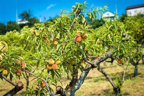 How To Grow And Care For Peach Trees Gardeners Path