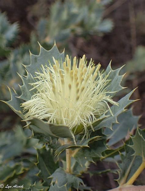 Plantfiles Pictures Parrot Bush Banksia Sessilis Var Sessilis By Kell