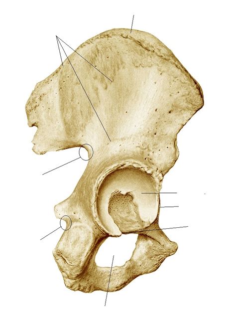 Diagram Of Bony Features Of The Os Coxae Lateral View Part One Quizlet