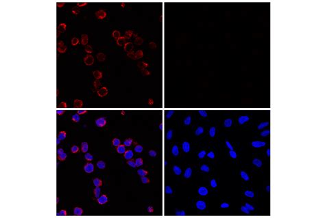 Myeloperoxidase E1E7I XP Rabbit MAb Alexa Fluor 647 Conjugate