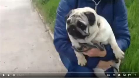 Тест-турнир Лучшее видео с мопсом