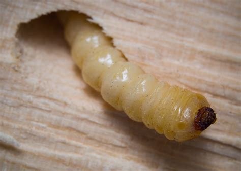 Holzw Rmer Erkennen Vorbeugen Bek Mpfen Plantura