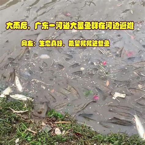 广东大雨过后，小河边突现海量鱼群搁浅，众人开启捡鱼模式 知乎