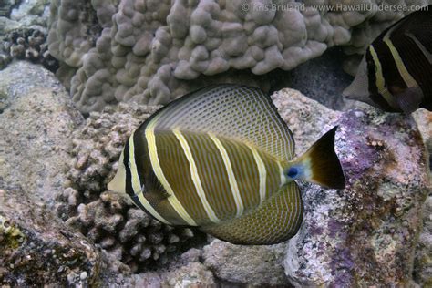 Sailfin Tang Zebrasoma Veliferum Dsc Kris Bruland