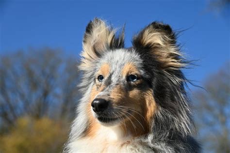 Voici les 9 races de chien qui sont les plus faciles à dresser Animal ch