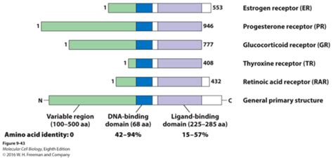Regulation of Transcription-Factor Activity Flashcards | Quizlet 